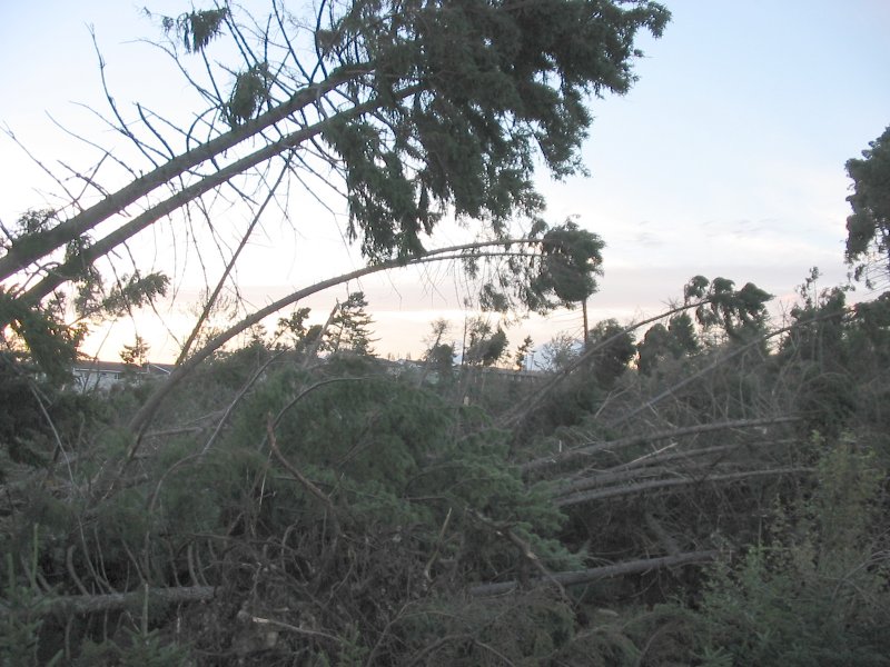 Tree Blown Down